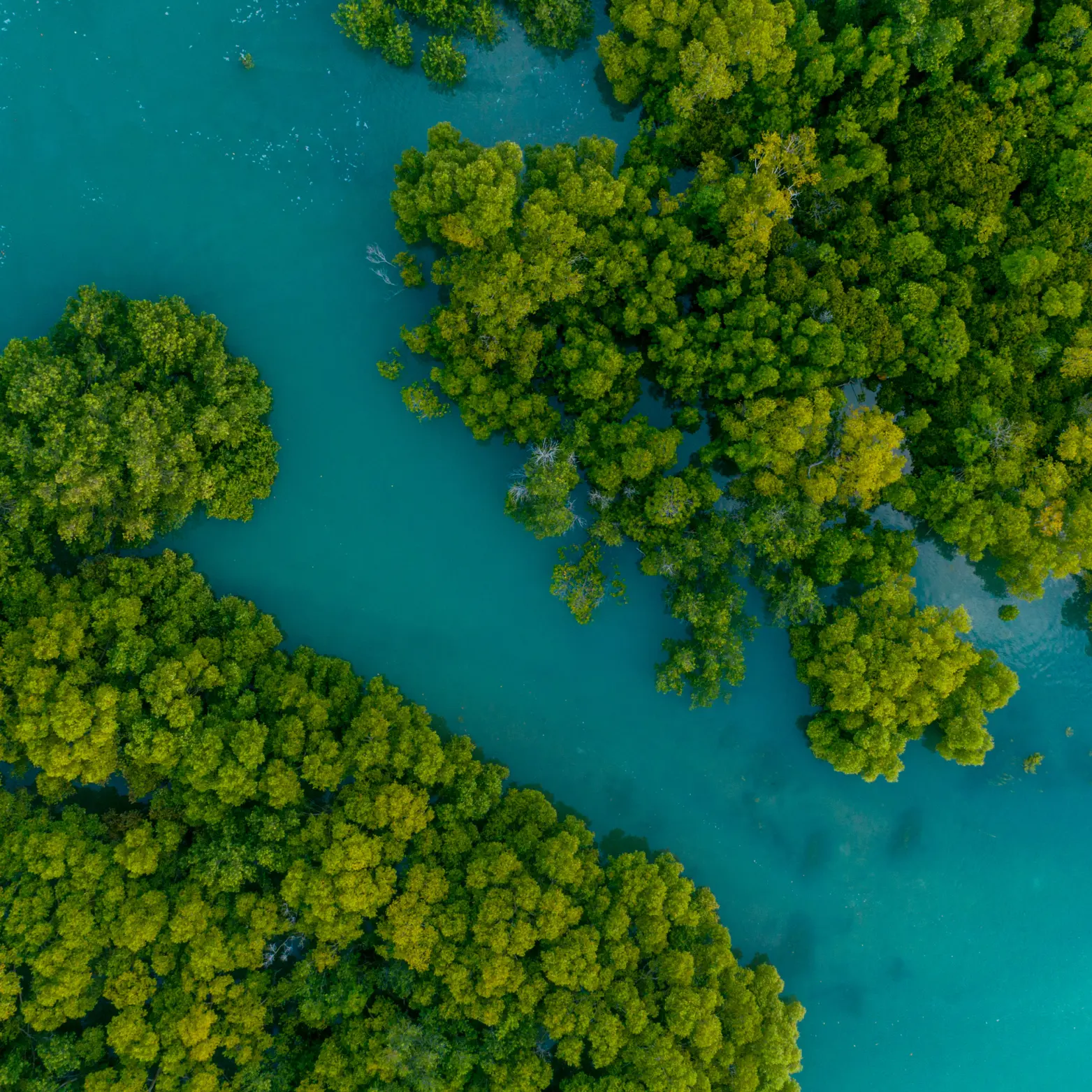 Peaceful mangrove forest boat ride in Kundapura